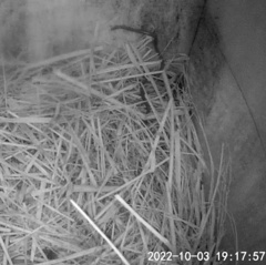 Indotyphlops braminus