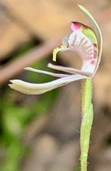 Caladenia pusilla