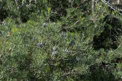 Serruria gremialis