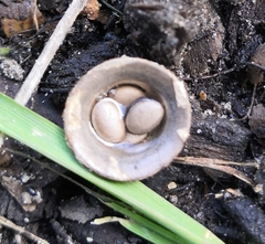 Cyathus olla