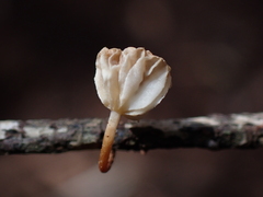 Mycetinis scorodonius