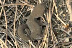 Pachydactylus geitje