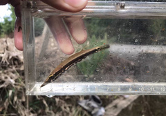 Luciocephalus pulcher