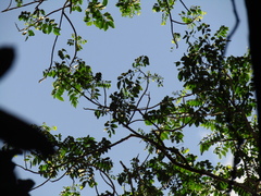 Dysoxylum mollissimum