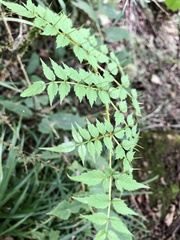 Aralia decaisneana
