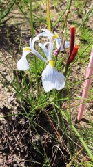Moraea ogamana