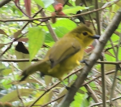 Iole indica