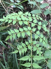 Aralia decaisneana