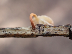 Mycetinis scorodonius