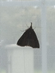 Hypena rostralis