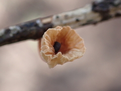 Mycetinis scorodonius