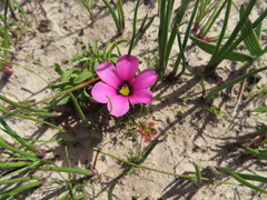 Moraea versicolor
