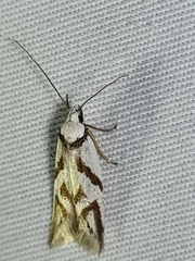 Oxythecta acceptella