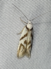 Oxythecta acceptella