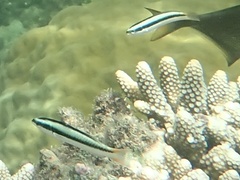 Thalassoma amblycephalus