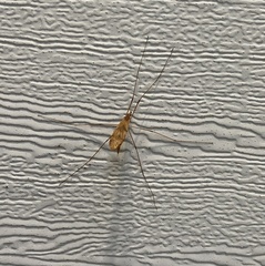 Nephrotoma ferruginea