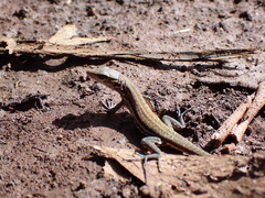 Gallotia galloti