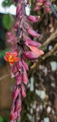 Thunbergia coccinea
