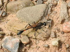 Ammophila urnaria