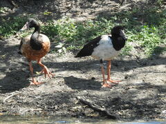 Anseranas semipalmata