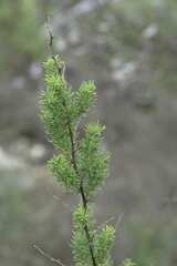 Asparagus rubicundus
