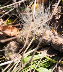 Phycomyces