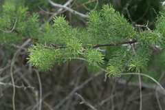 Asparagus rubicundus