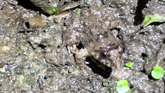 Limnonectes fujianensis