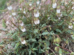 Hermannia althaeoides