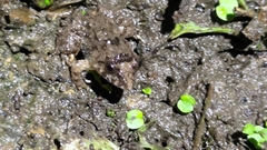 Limnonectes fujianensis