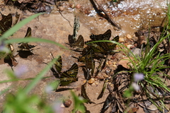 Graphium aristeus hermocrates