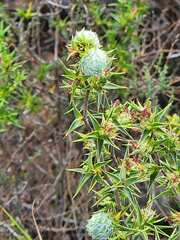 Cliffortia ruscifolia