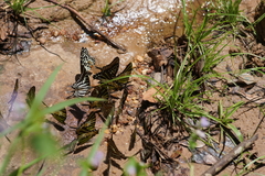 Graphium aristeus hermocrates