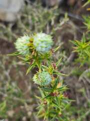 Cliffortia ruscifolia