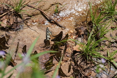 Graphium aristeus hermocrates