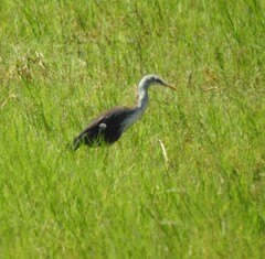 Egretta picata