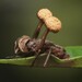Ophiocordyceps dipterigena - Photo (c) Caleb Jones,  זכויות יוצרים חלקיות (CC BY-NC), הועלה על ידי Caleb Jones