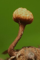 Ophiocordyceps dipterigena