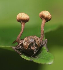 Ophiocordyceps dipterigena