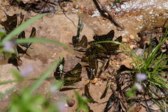 Graphium aristeus hermocrates