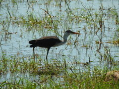 Egretta picata