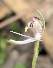 Caladenia pusilla