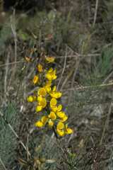 Lebeckia
