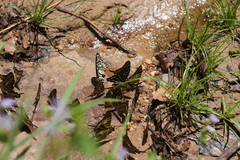 Graphium aristeus hermocrates