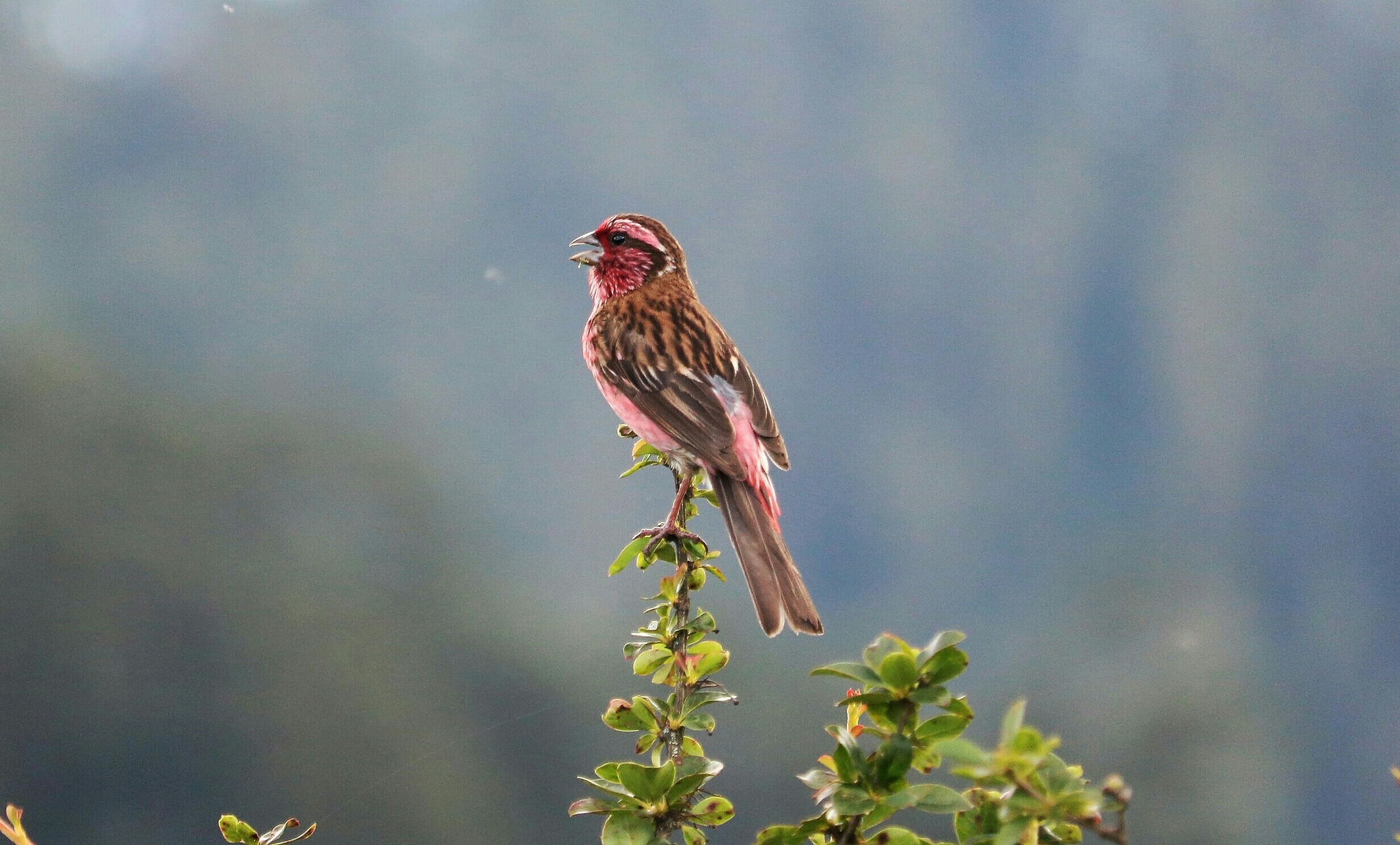 Himalayan White-browed Rosefinch