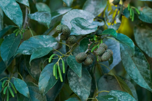 Alnus japonica iNat (3)
