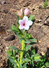 Lobostemon hottentoticus