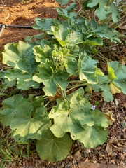 Alcea rosea