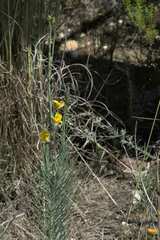 Lebeckia