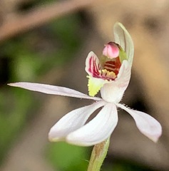 Caladenia pusilla